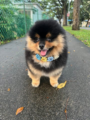 Flower Martingale Collar (Fixed)