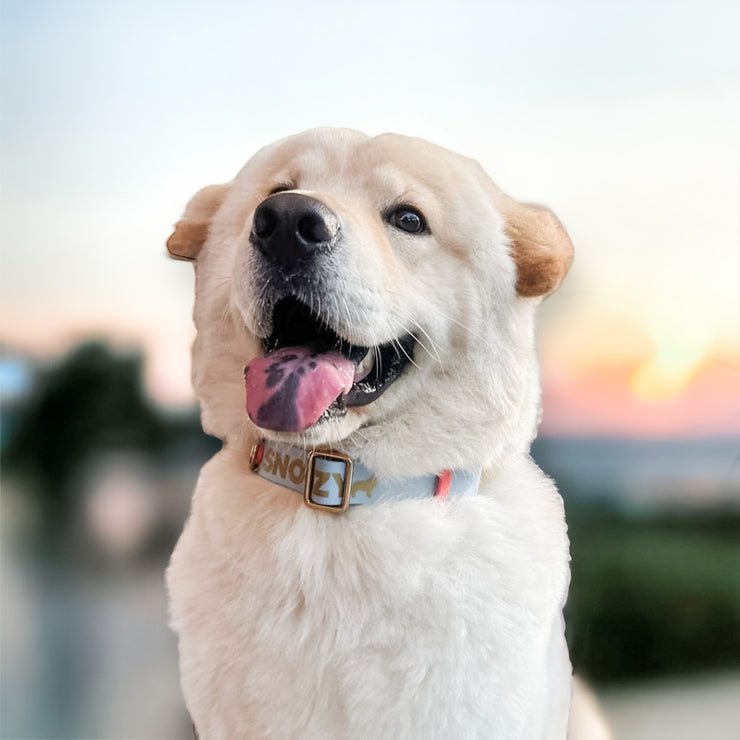 Fat Easy Clip Adjustable Martingale Collar