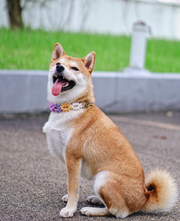 Flower Martingale Collar (Fixed)