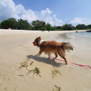 Rounded Rope Leash