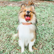 dog collar training