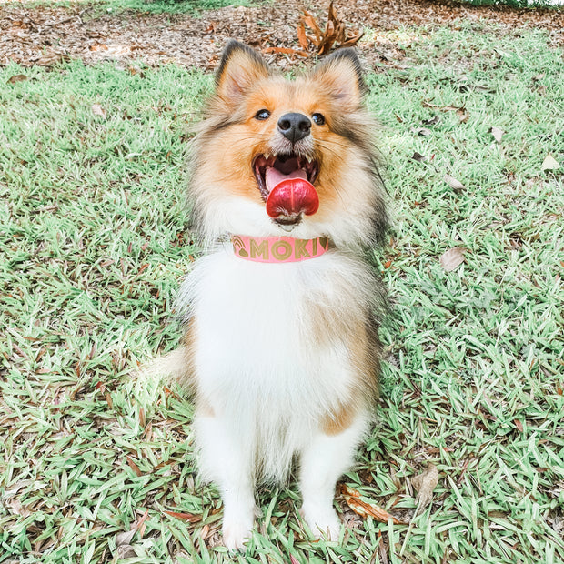 dog collar training