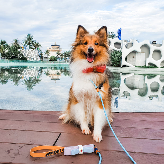 Flat Handle Rope Leash
