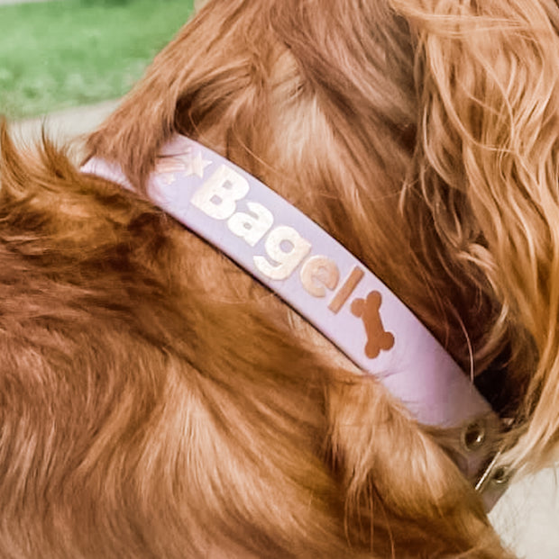 Interchangeable collar