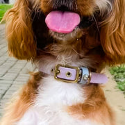 Interchangeable collar