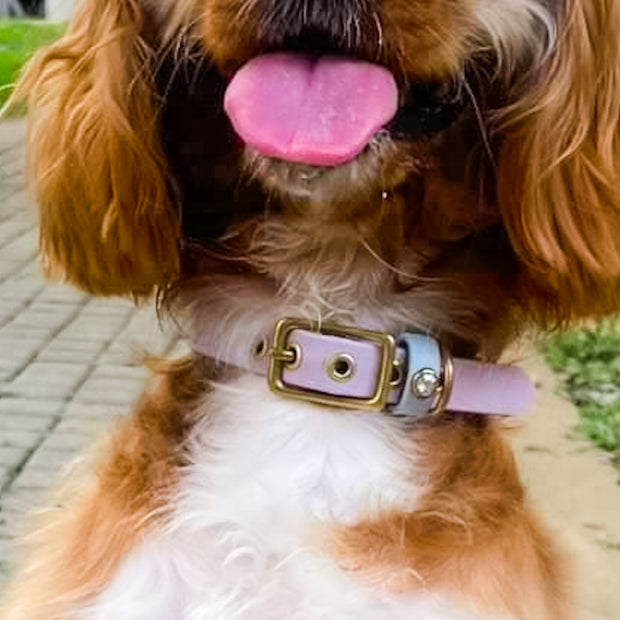 Interchangeable collar