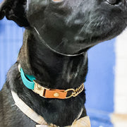 Easy Clip Adjustable Martingale Collar