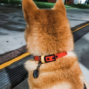 classic martingale collar