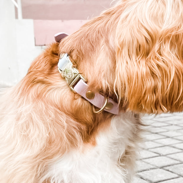 Interchangeable collar