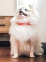 dog collar for furry dog