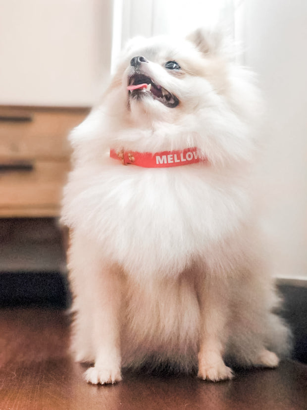 dog collar for furry dog