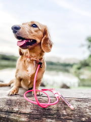 Rounded Rope Leash