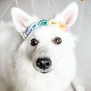 Easy Clip Flower Collar (Fixed)