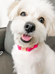 Easy Clip Fixed Martingale Collar