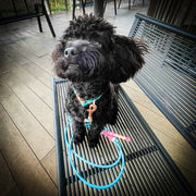 Rounded Rope Leash
