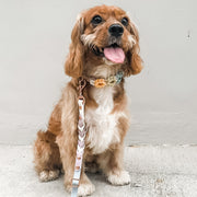 Rainbow Braided Multiway Leash