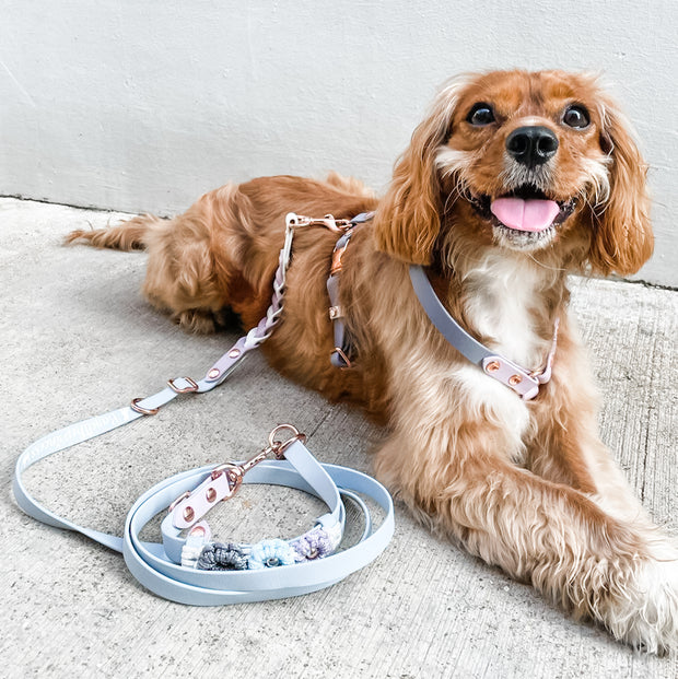 Rainbow Braided Multiway Leash