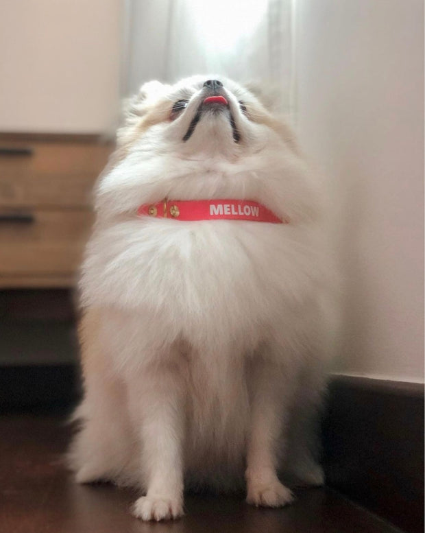 Classic Easy Clip Collar