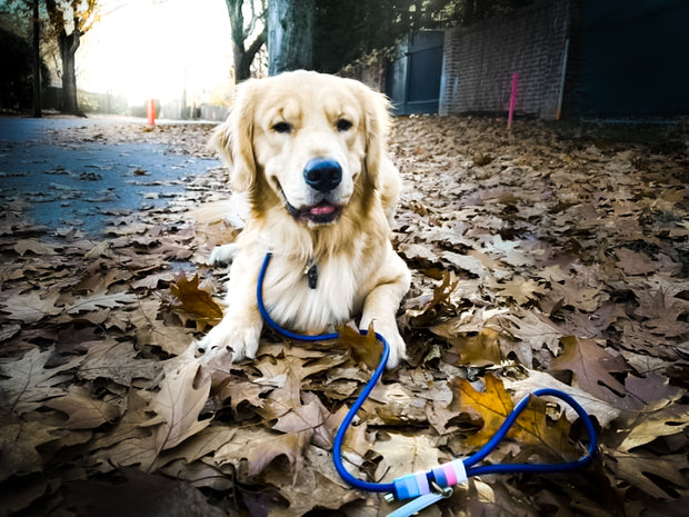 Rounded Rope Leash