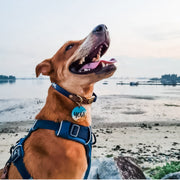 collar for dog