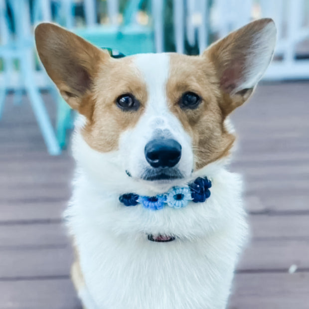 Blue Flower Dog Collar Singapore