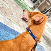 classic Easy clip collar
