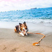 Rainbow Braided Multiway Leash