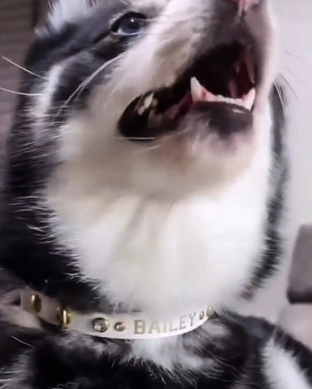 Interchangeable collar