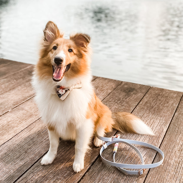 Rainbow Braided Multiway Leash