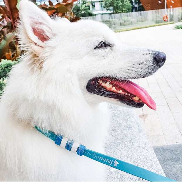Rainbow Braided Multiway Leash