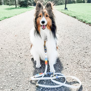 Rainbow Braided Multiway Leash