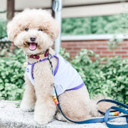 Rainbow Braided Multiway Leash