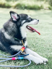 Rounded Rope Leash