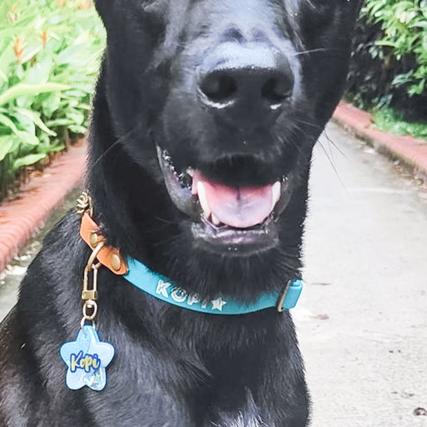 Easy Clip Adjustable Martingale Collar