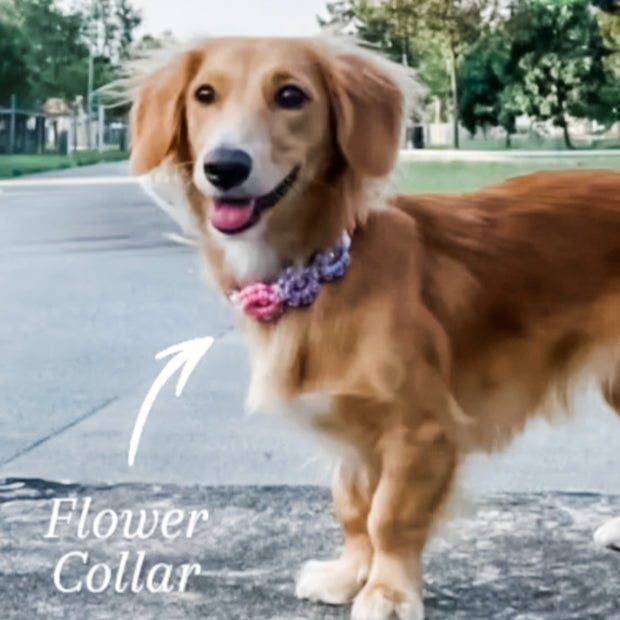 Easy Clip Flower Collar (Fixed)