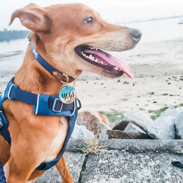 Classic Easy Clip Collar