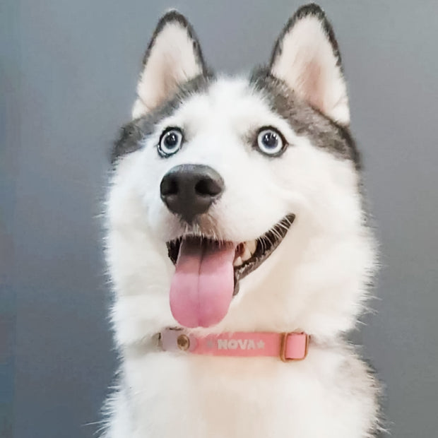 Easy Clip Adjustable Martingale Collar