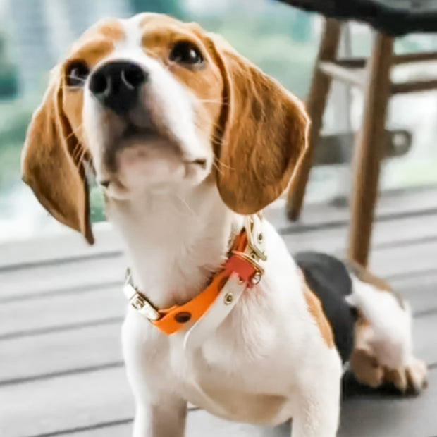 Interchangeable collar
