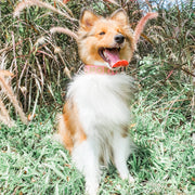 best collar for dog
