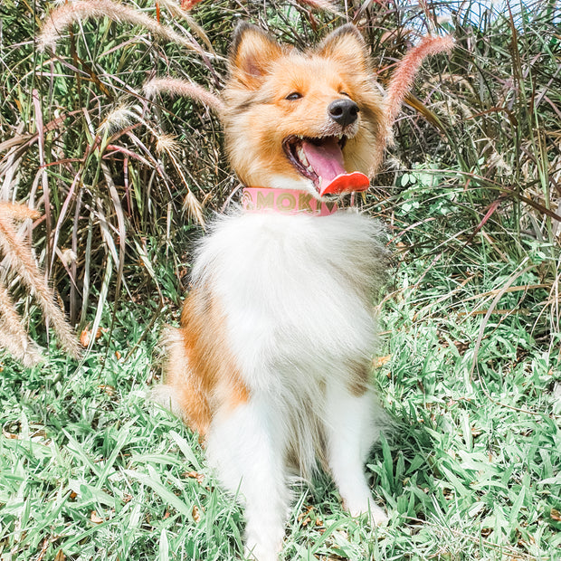 best collar for dog