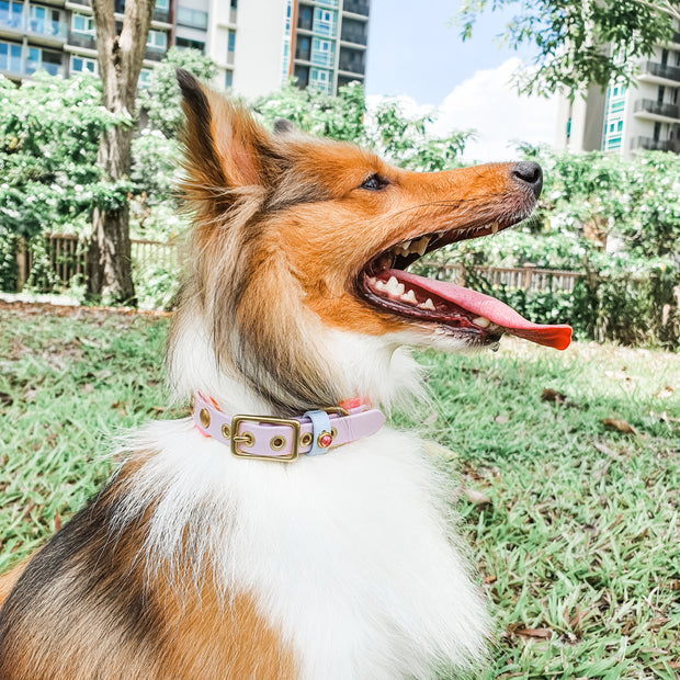 purple dog collar